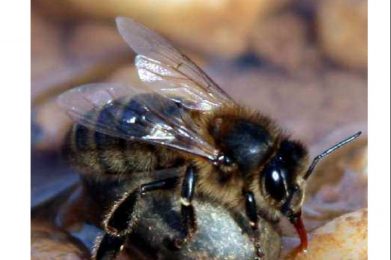 L'abeille et l'apiculture