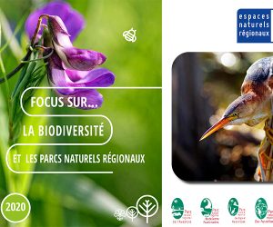 focus biodiversittté