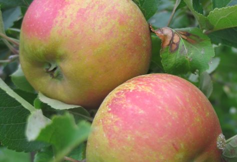 Pomme Reinette du Héron