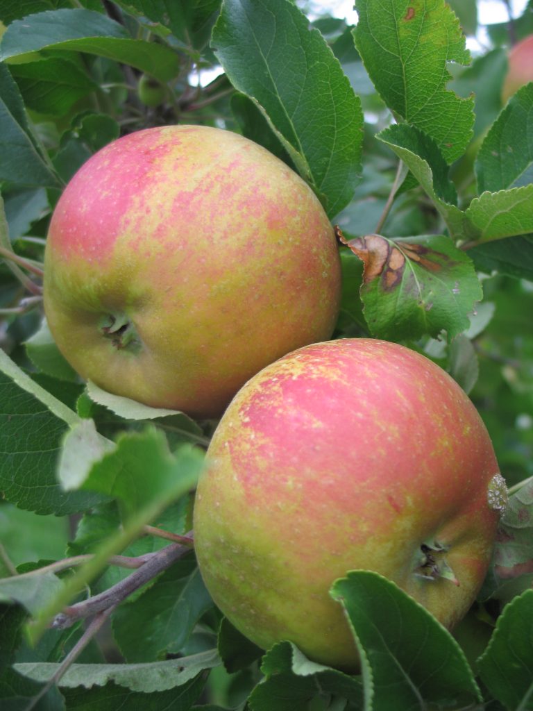 Pomme Reinette du Héron