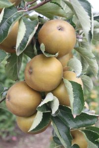 pomme Wheeler's Russet