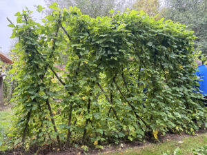 Potager 3